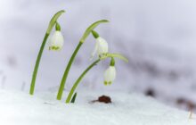 Sicilia: freddo e neve in Appennino lunedì.